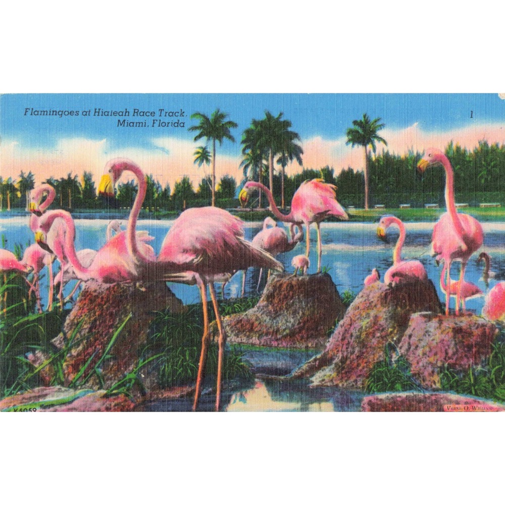 Flamingoes Hialeah Race Track Miami Florida FL Linen Postcard Verne O Williams